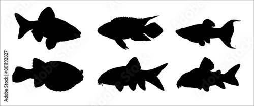 Silhouette drawing with aquarium fish. Vector illustration with kribensis, tetraodon, barb, molly, botia and catfish.