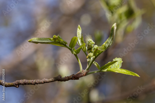 The first buds and inflorescence of Common bird cherry ( lat. Prunus padus , “plum from the Po River), or bird cherry racemosa in spring time