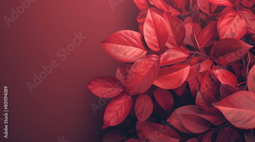 close up of leaves on maroon background