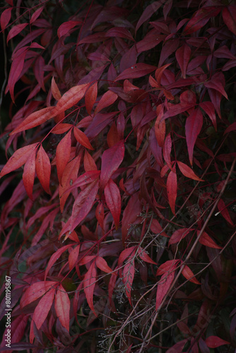 東京港区南青山2丁目の南天の赤い葉