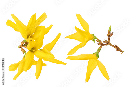 Forsythia yellow flowers blooming isolated on white background. Top view. Flat lay