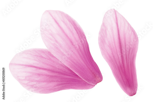 Pink magnolia flower petal isolated on white background with full depth of field. Top view. Flat lay © kolesnikovserg