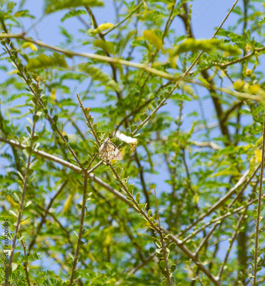 leaves on a tree, summer blue sky background leaves on a tree, summer blue sky background