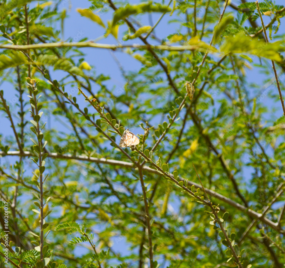 Obraz premium butterfly on a wild tree, green background blue sky