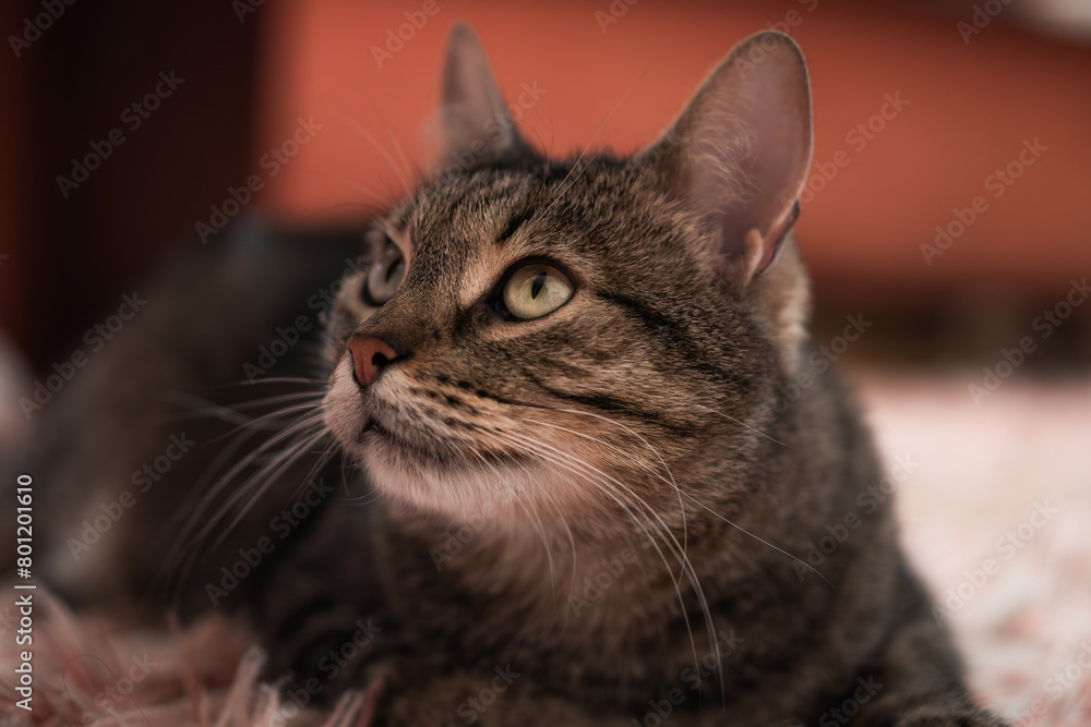 beautiful and calm cat at home