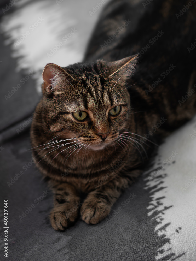 Obraz premium fluffy and beautiful cat looks at you