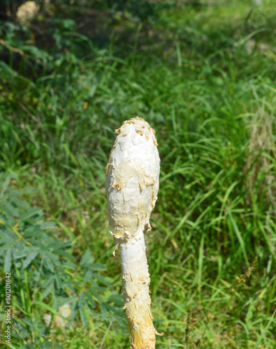 Rain season white podaxis pistillaris mushroom, close up of fungi in grass photo