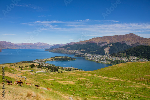 The group of Fallow deer (Dama dama) in Deer Park Heights Queenstown NewZealand. The background is the Queenstown and Lake Wakatipu. 