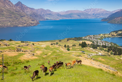 The group of Fallow deer (Dama dama) in Deer Park Heights Queenstown NewZealand. The background is the Queenstown and Lake Wakatipu. 