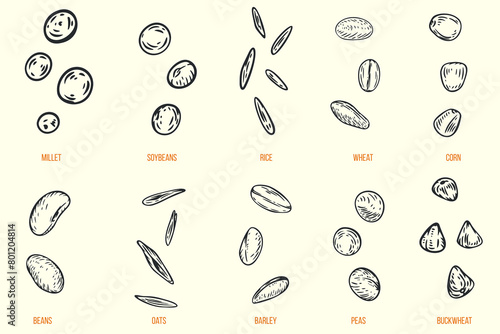 Set of hand drawn seeds millet, soybean, rice, wheat, corn, bean, oat, barley, pea, buckwheat in sketch style. Collection agriculture cereals food. Vintage vector illustration.