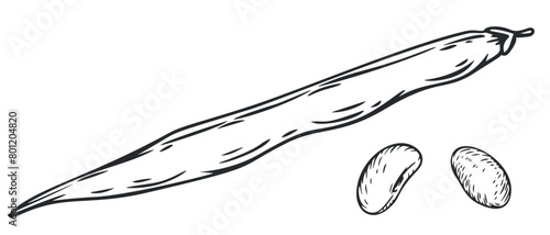 Hand draw beans in monochrome sketch style. Agriculture organic food plant. Engraving vintage vector illustration.