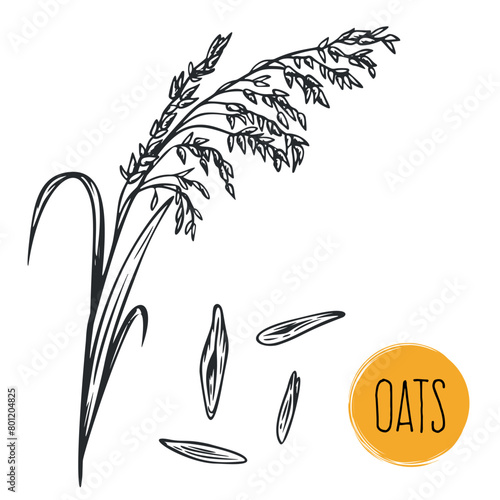 Hand draw oats with seeds in monochrome sketch style. Agriculture organic food plant. Engraving vintage vector illustration.