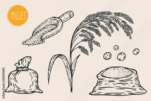 Hand draw millet with seeds in monochrome sketch style. Agriculture organic food plant. Engraving vintage vector illustration.