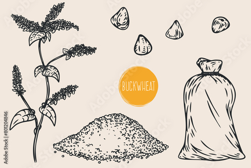 Hand draw buckwheat with seeds in monochrome sketch style. Agriculture organic food plant. Engraving vintage vector illustration.