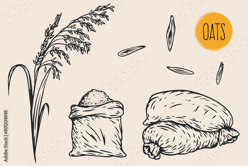 Hand draw oats with seeds in monochrome sketch style. Agriculture organic food plant. Engraving vintage vector illustration.
