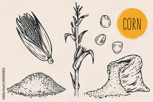 Hand draw corn with seeds in monochrome sketch style. Agriculture organic food plant. Engraving vintage vector illustration.