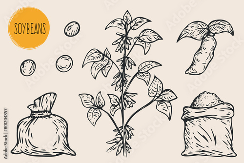 Hand draw soy with seeds in monochrome sketch style. Agriculture organic food plant. Engraving vintage vector illustration.