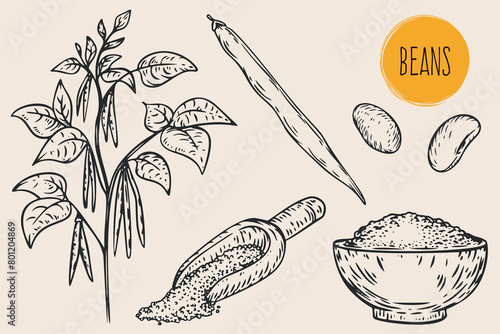 Hand draw beans with seeds in monochrome sketch style. Agriculture organic food plant. Engraving vintage vector illustration. photo