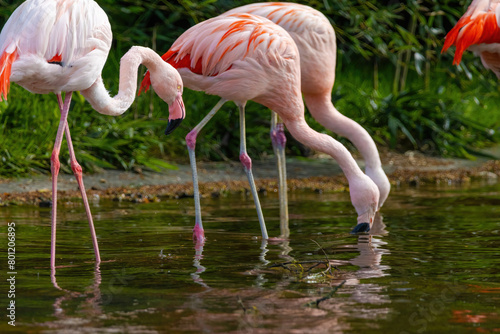 close-up portrait of african flamingo walking around in water