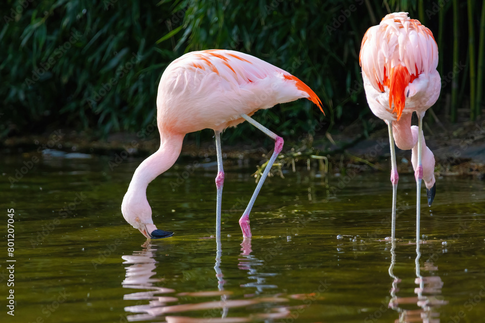 close-up portrait of african flamingo walking around in water close-up portrait of african flamingo walking around in water