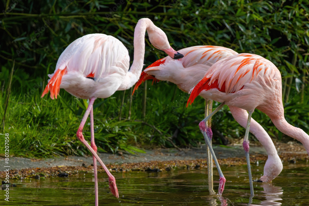 close-up portrait of african flamingo walking around in water close-up portrait of african flamingo walking around in water