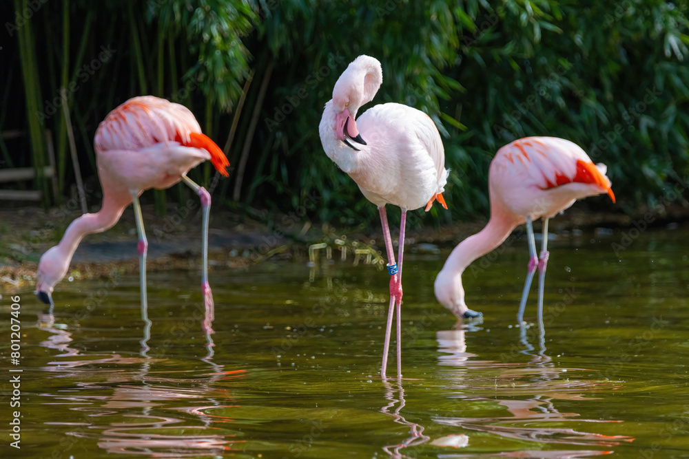 close-up portrait of african flamingo walking around in water