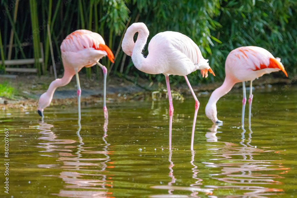 close-up portrait of african flamingo walking around in water close-up portrait of african flamingo walking around in water