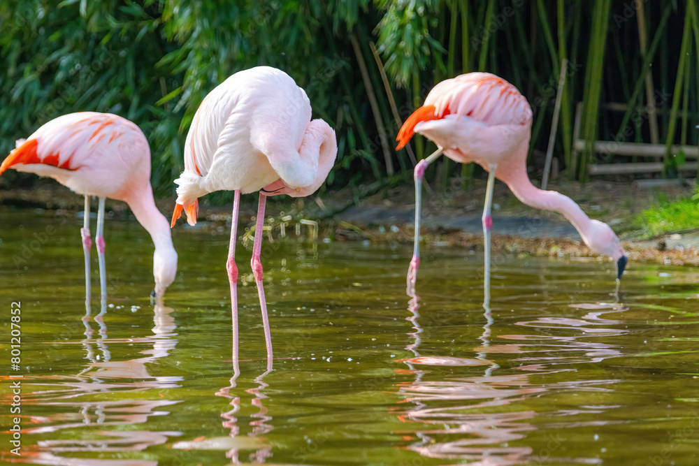 close-up portrait of african flamingo walking around in water close-up portrait of african flamingo walking around in water