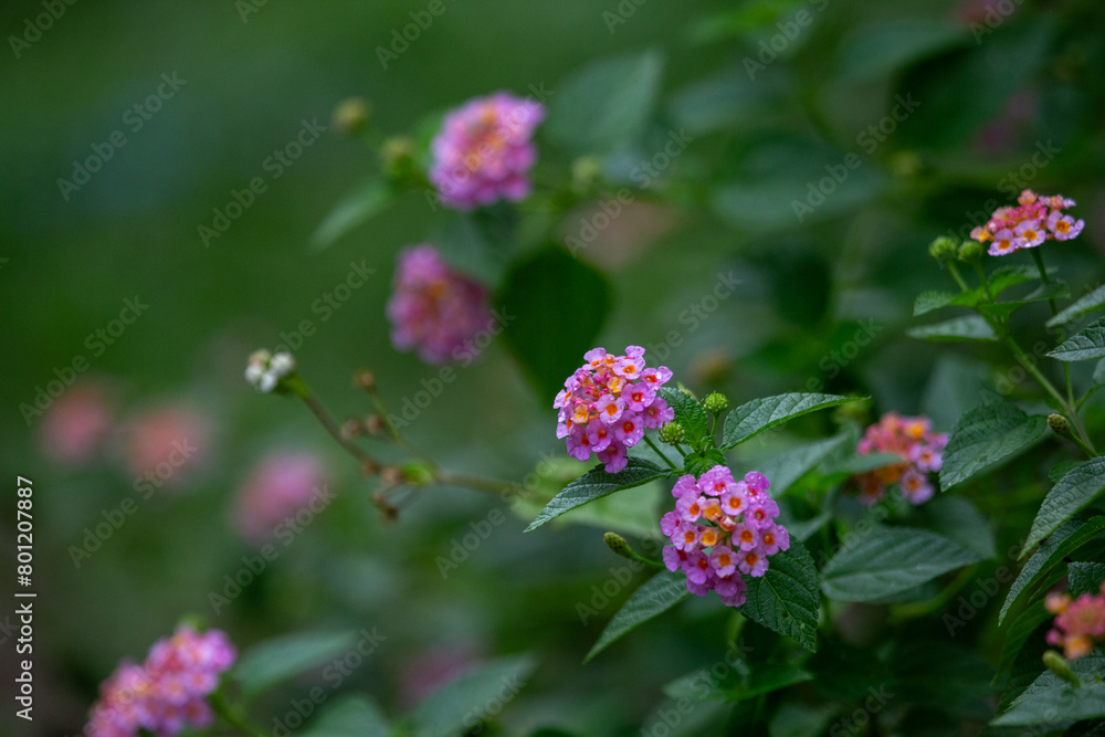 selective focus on Lantana beautiful pink flowers and natural background selective focus on Lantana beautiful pink flowers and natural background