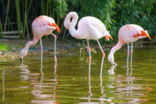 close-up portrait of african flamingo walking around in water