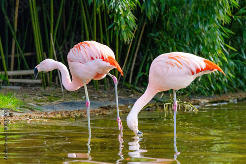 close-up portrait of african flamingo walking around in water