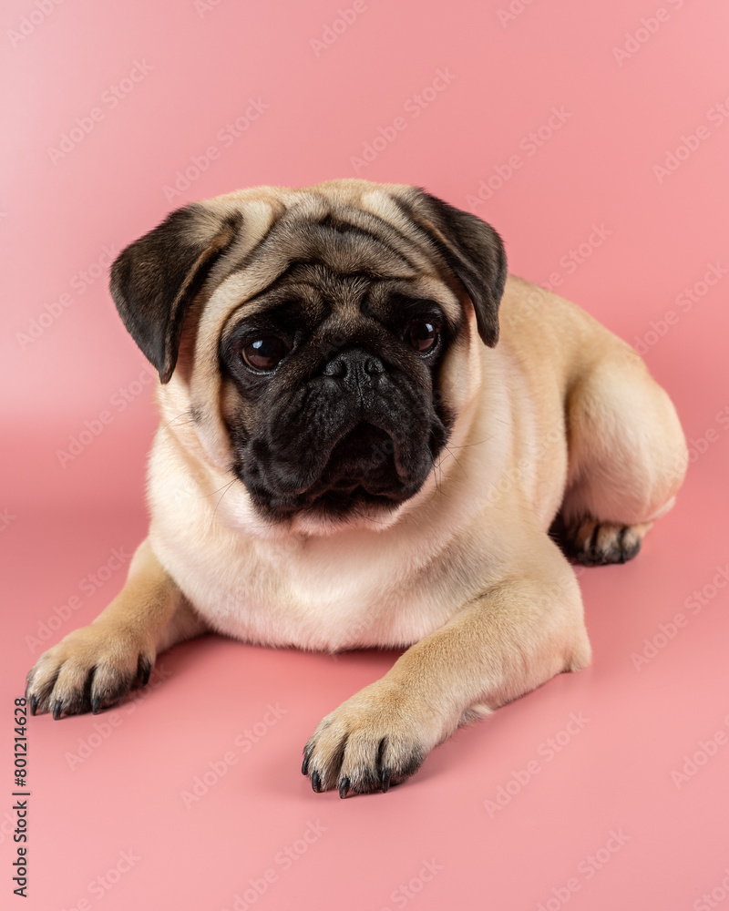 Cute Pug dog sitting on pink background.