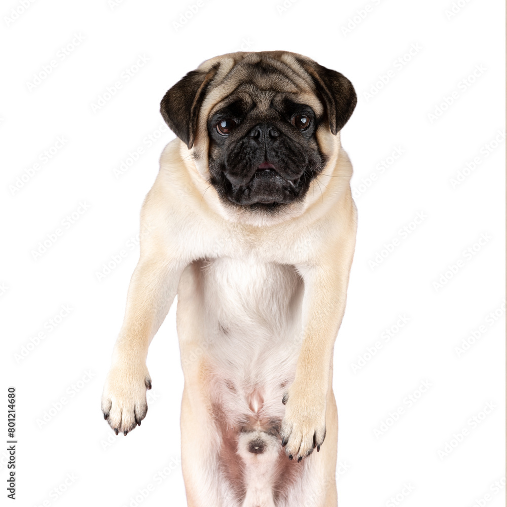 View of funny Pug dog isolated on white background.
