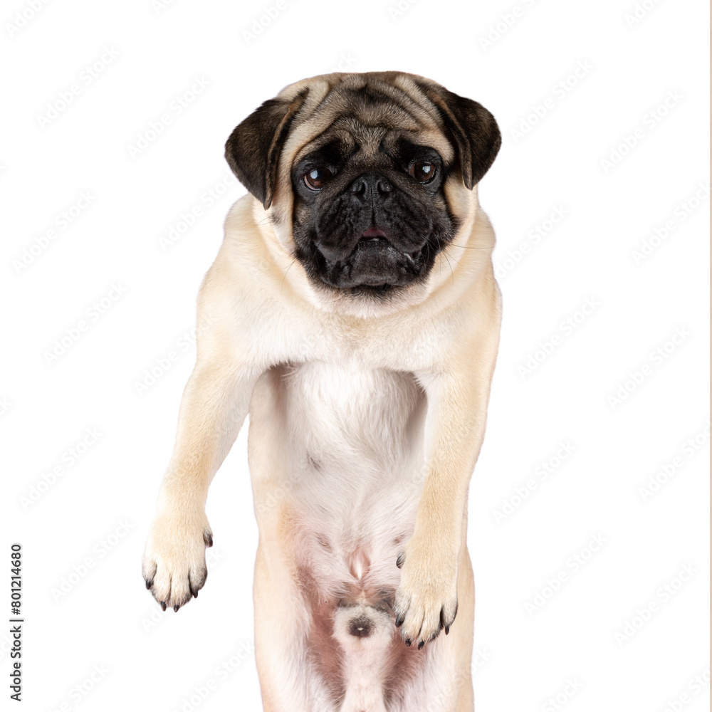View of funny Pug dog isolated on white background. View of funny Pug dog isolated on white background.