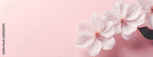 Spring flowers on pink background. Banner with with copy space. Hanami Hana Matsuri festival. Template for Valentines day, wedding, International Womens Day, Mothers Day. Flat lay springtime border. © Irina