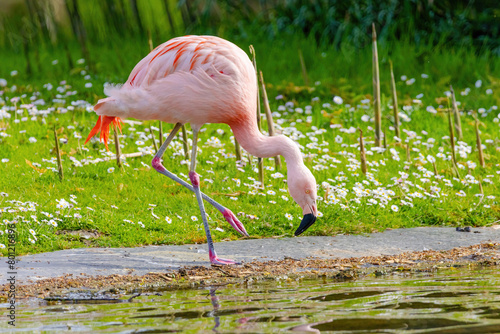 close-up portrait of african flamingo walking around in water