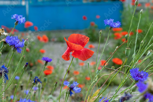 Scarlet poppies and blue cornflowers. Bright background of wildflowers. Scenic view of bright wildflowers on summer streets photo