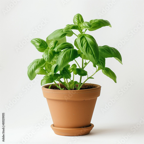 Growing basil plants indoor  aromatic ingredient.