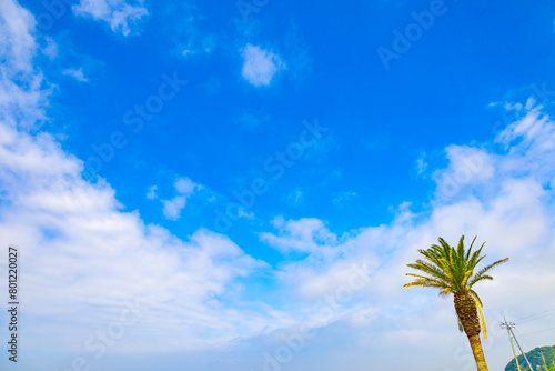 南国リゾートの清々しい青空と南の島をイメージするヤシの木・綺麗な青い海のビーチ（千葉県） 