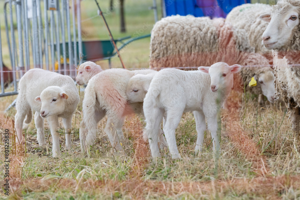 Obraz premium A group of baby sheep are standing in a field