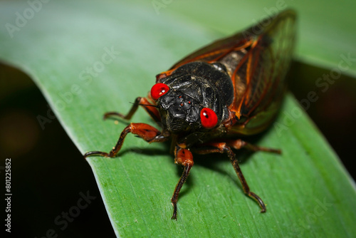 Close-up of a 13-year periodical cicada