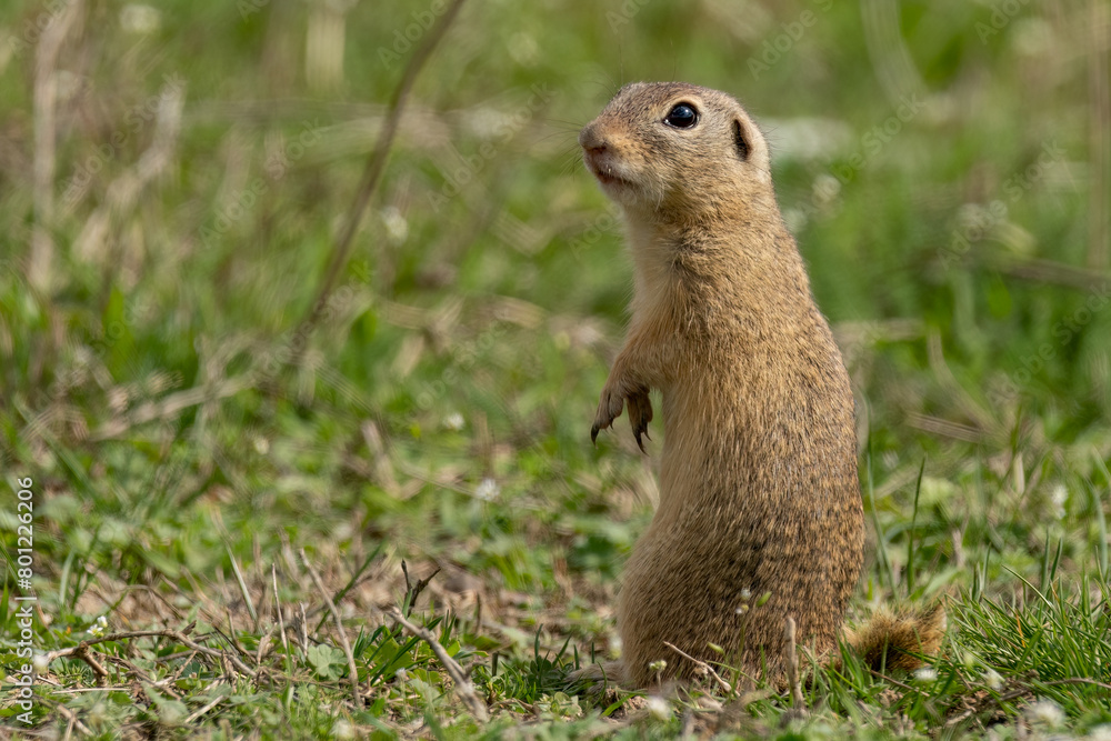 European ground squirrel standing on the ground sitting on his butt European ground squirrel standing on the ground sitting on his butt
