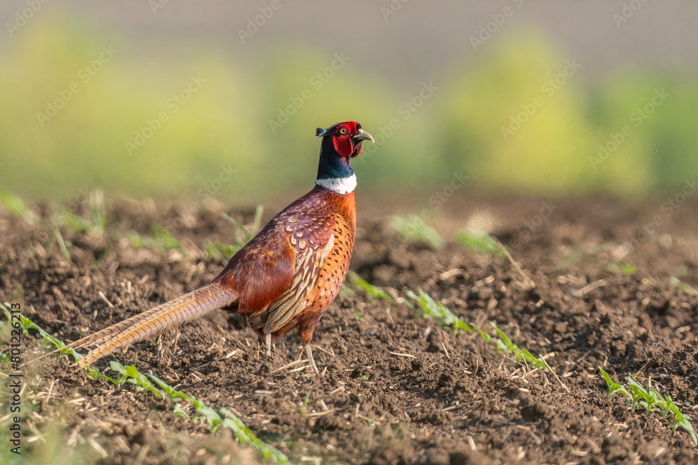 Phasianus walking in the fields Phasianus walking in the fields