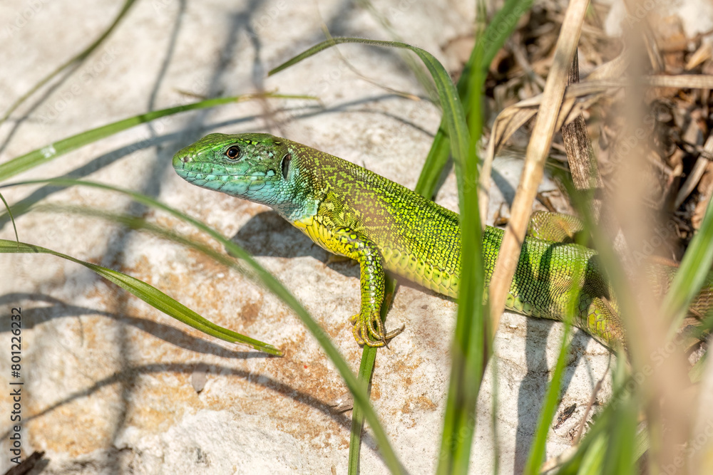 European green lizard standing on a rock hiding under grass European green lizard standing on a rock hiding under grass