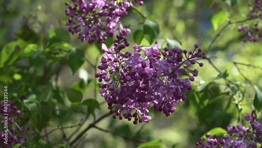 Abstract natural background with lilac blooming flowers and foliage, garden Abstract natural background with lilac blooming flowers and foliage, garden