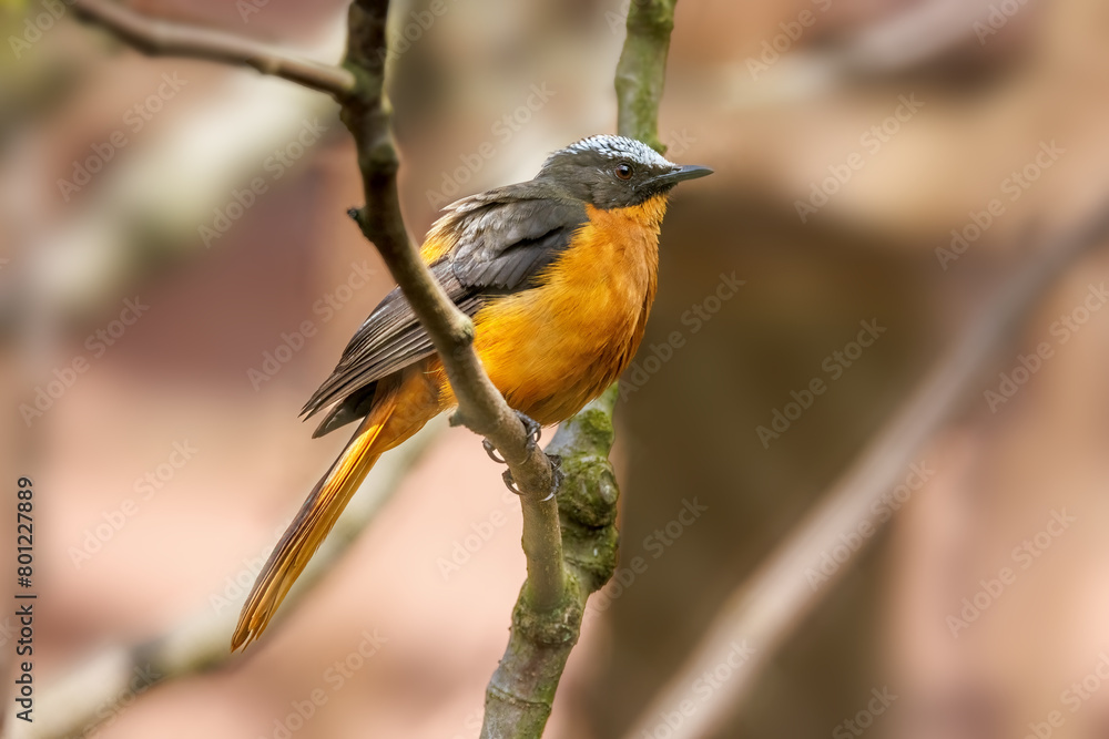 A white-crowned robin-chat, a terrestrial and non-migratory bird endemic to Africa and found in dry savannah and subtropical or tropical moist shrubland. A white-crowned robin-chat, a terrestrial and non-migratory bird endemic to Africa and found in dry savannah and subtropical or tropical moist shrubland.