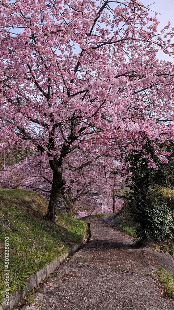 日本、群馬県渋川市、真龍寺の桜