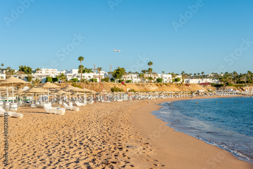 Sunny resort beach with palm tree at the coast shore of Red Sea in Sharm el Sheikh  Sinai  Egypt. Bright sunny light.