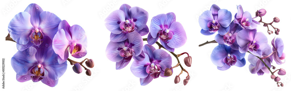 Fototapeta premium Orchid flower set,Watercolor painted flowers, purple Orchid flower on a white background.