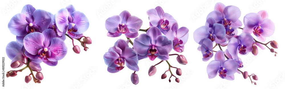 Obraz premium Orchid flower set,Watercolor painted flowers, pink-purple Orchid flower on a white background.